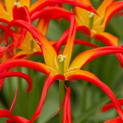 Tulip 'Go Go Red' 17 Tulip 'Go Go Red' -UK Garden Plants Sales 2024 tulip go go red 2 13296f2c 5229 4c6f 9586 cc112b875328 scaled