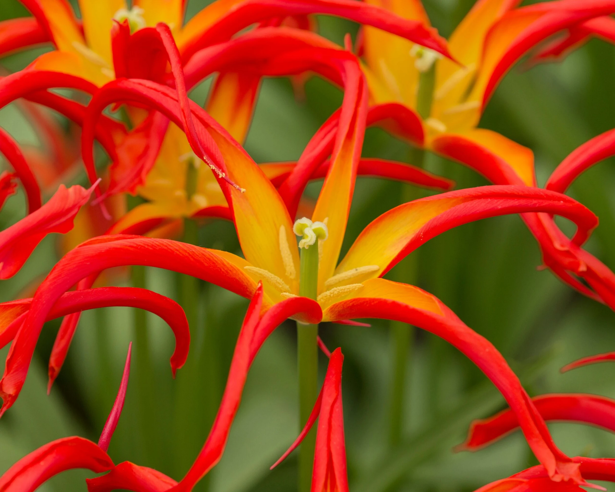 Tulip 'Go Go Red' 7 Tulip 'Go Go Red' - Image 5