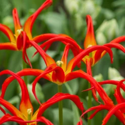 Tulip 'Go Go Red' 16 Tulip 'Go Go Red' -UK Garden Plants Sales 2024 tulip go go red 3 0ed2347b 8192 4659 8f8e c62284fb0f89 scaled