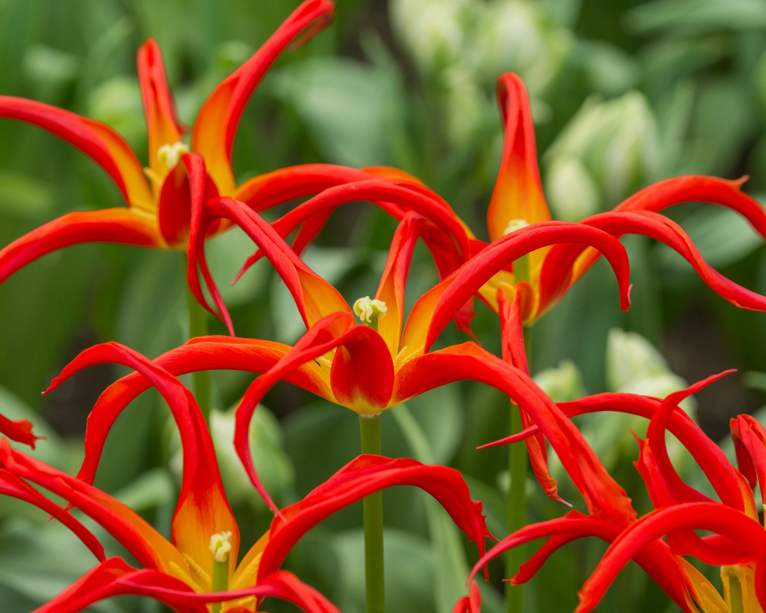 Tulip 'Go Go Red' 6 Tulip 'Go Go Red' - Image 4
