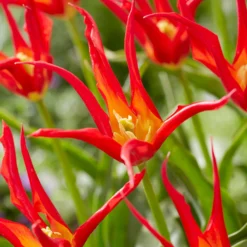 Tulip 'Go Go Red' 21 Tulip 'Go Go Red' -UK Garden Plants Sales 2024 tulip go go red 4 scaled