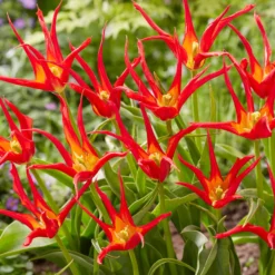 Tulip 'Go Go Red' 20 Tulip 'Go Go Red' -UK Garden Plants Sales 2024 tulip go go red 5 scaled