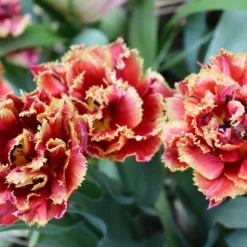 Tulip 'Gold Dust' -UK Garden Plants Sales 2024 tulip gold dust 0 scaled