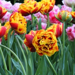 Tulip 'Gold Dust' -UK Garden Plants Sales 2024 tulip gold dust 1 scaled