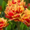 Tulip 'Gold Dust' -UK Garden Plants Sales 2024 tulip golddust 1