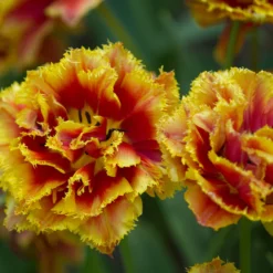 Tulip 'Gold Dust' -UK Garden Plants Sales 2024 tulip golddust 2