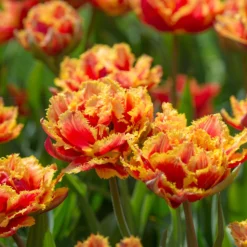 Tulip 'Gold Dust' -UK Garden Plants Sales 2024 tulip golddust 4
