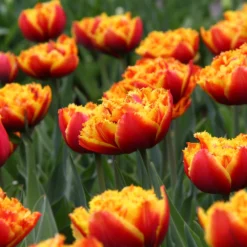 Tulip 'Gold Dust' -UK Garden Plants Sales 2024 tulip golddust 6