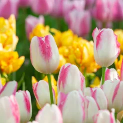 Tulip 'Graceland' -UK Garden Plants Sales 2024 tulip graceland 2 scaled