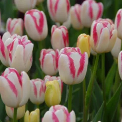 Tulip 'Graceland' -UK Garden Plants Sales 2024 tulip graceland 4 scaled