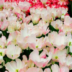 Tulip 'Graceland' -UK Garden Plants Sales 2024 tulip graceland 5 scaled