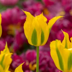 Tulip 'Green Mile' -UK Garden Plants Sales 2024 tulip green mile 1 scaled