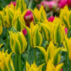 Tulip 'Green Mile' -UK Garden Plants Sales 2024 tulip green mile 4 scaled