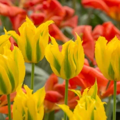 Tulip 'Green Mile' -UK Garden Plants Sales 2024 tulip green mile 5 scaled