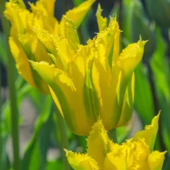 Tulip 'Green Mile' -UK Garden Plants Sales 2024 tulip green mile 7