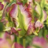 Tulip 'Green Wave' -UK Garden Plants Sales 2024 tulip green wave 1 12cc5f1c 142c 4c1f a734 a4edd9d51c96
