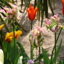 Tulip 'Green Wave' -UK Garden Plants Sales 2024 tulip green wave 1 3c4f2bb4 9cf8 4f12 8779 b547129e962c