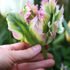 Tulip 'Green Wave' -UK Garden Plants Sales 2024 tulip green wave
