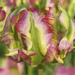 Tulip 'Green Wave' -UK Garden Plants Sales 2024 tulip green wave 2 cb305db2 e661 4fab 8aa8 00b4bb3e28a7 scaled