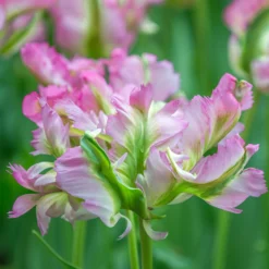 Tulip 'Green Wave' -UK Garden Plants Sales 2024 tulip green wave 3