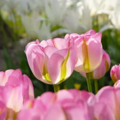 Tulip 'Greenland' -UK Garden Plants Sales 2024 tulip greenland 1
