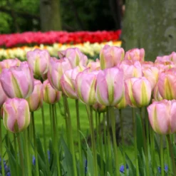 Tulip 'Greenland' -UK Garden Plants Sales 2024 tulip greenland 1 88cd3244 4e7b 4e7b 93c8 ad70ec09a497