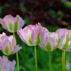 Tulip 'Greenland' -UK Garden Plants Sales 2024 tulip greenland 2