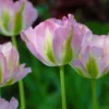 Tulip 'Greenland' 1 Tulip 'Greenland' -UK Garden Plants Sales 2024 tulip greenland 4