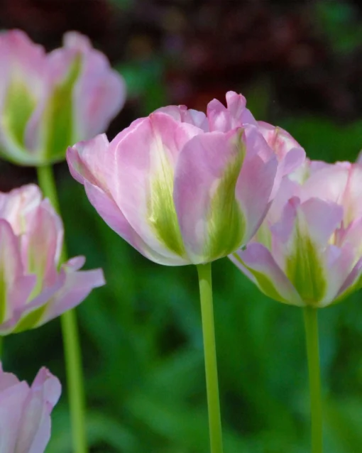 Tulip 'Greenland' -UK Garden Plants Sales 2024 tulip greenland 4