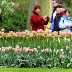 Tulip 'Greenland' -UK Garden Plants Sales 2024 tulip greenland 5