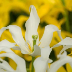 Tulip 'Healthcare' -UK Garden Plants Sales 2024 tulip healthcare 0 scaled