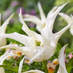 Tulip 'Healthcare' -UK Garden Plants Sales 2024 tulip healthcare 1