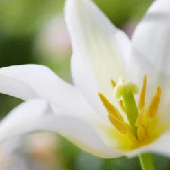 Tulip 'Healthcare' -UK Garden Plants Sales 2024 tulip healthcare 2 3e09d3f1 e7f3 484e 8ca7 91a91ac37c33