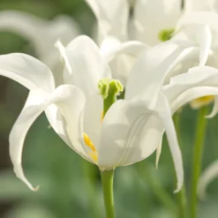 Tulip 'Healthcare' -UK Garden Plants Sales 2024 tulip healthcare 3 scaled