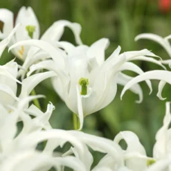 Tulip 'Healthcare' -UK Garden Plants Sales 2024 tulip healthcare 4 scaled