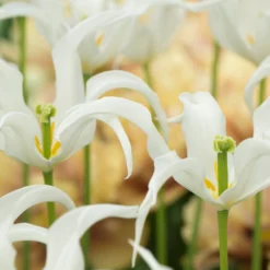 Tulip 'Healthcare' -UK Garden Plants Sales 2024 tulip healthcare 5 scaled