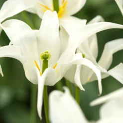 Tulip 'Healthcare' -UK Garden Plants Sales 2024 tulip healthcare 6 scaled