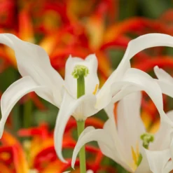 Tulip 'Healthcare' -UK Garden Plants Sales 2024 tulip healthcare 7 scaled