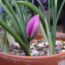 Tulip Humilis 'Helene' -UK Garden Plants Sales 2024 tulip helen 9 scaled