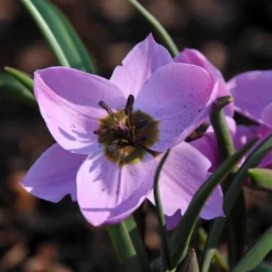 Tulip Humilis 'Helene' -UK Garden Plants Sales 2024 tulip helene 1