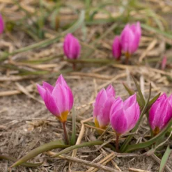 Tulip Humilis 'Helene' -UK Garden Plants Sales 2024 tulip helene 3 scaled