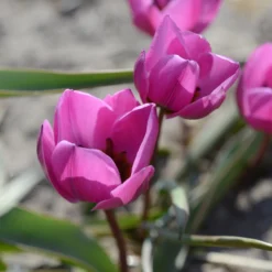 Tulip Humilis 'Helene' -UK Garden Plants Sales 2024 tulip helene 4 scaled
