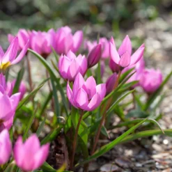 Tulip Humilis 'Helene' -UK Garden Plants Sales 2024 tulip helene 5