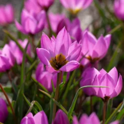 Tulip Humilis 'Helene' -UK Garden Plants Sales 2024 tulip helene 6