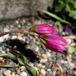 Tulip Humilis 'Helene' -UK Garden Plants Sales 2024 tulip helene 7 scaled