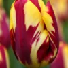 Tulip 'Helmar' -UK Garden Plants Sales 2024 tulip helmar 1