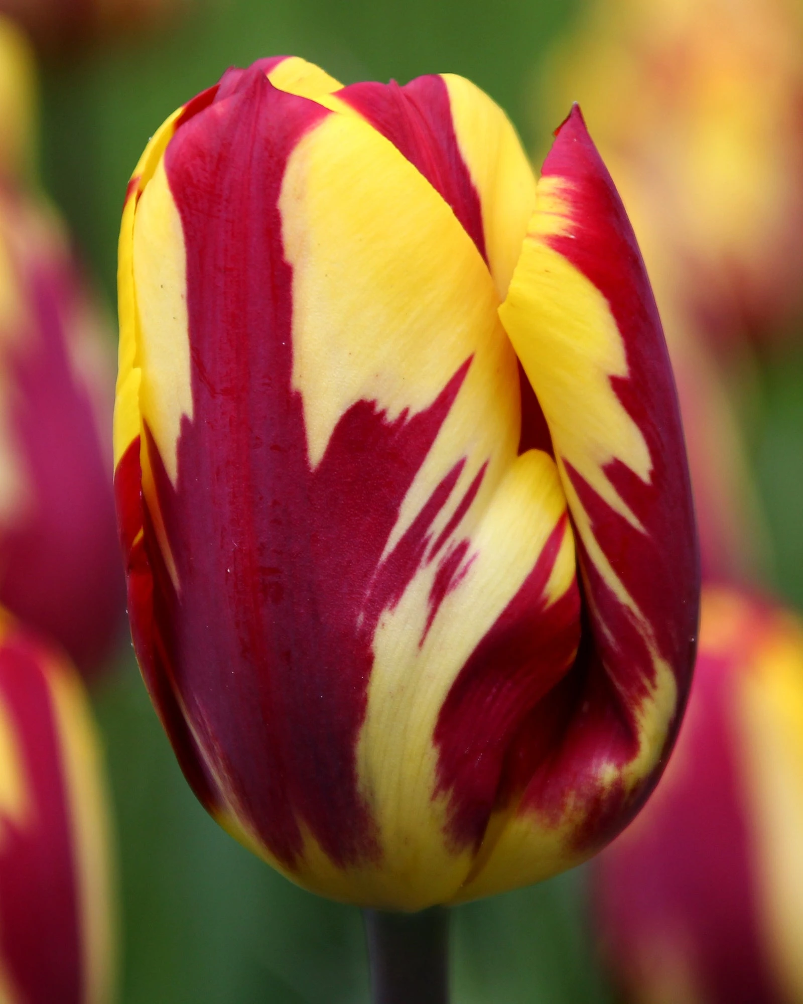 Tulip 'Helmar' 3 Tulip 'Helmar'