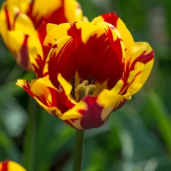 Tulip 'Helmar' 10 Tulip 'Helmar' -UK Garden Plants Sales 2024 tulip helmar 4 scaled