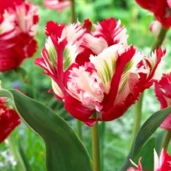 Tulip Collection 'Rembrandt's Strokes' -UK Garden Plants Sales 2024 tulip helmar 4 32bfb2a6 7129 43b9 9ca5 b38835af2c04