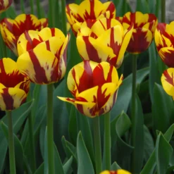 Tulip 'Helmar' 9 Tulip 'Helmar' -UK Garden Plants Sales 2024 tulip helmar 5 scaled